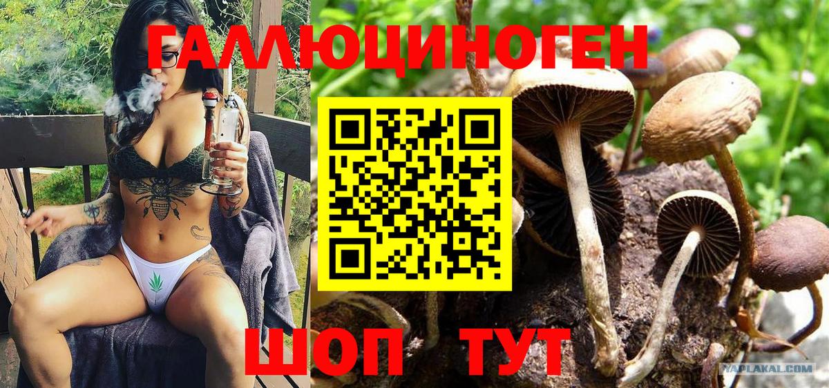 Звенигород  Псилоцибиновые грибы Psilocybine cubensis  Вход с VPN  Галлюциногенные грибы прущие грибы 